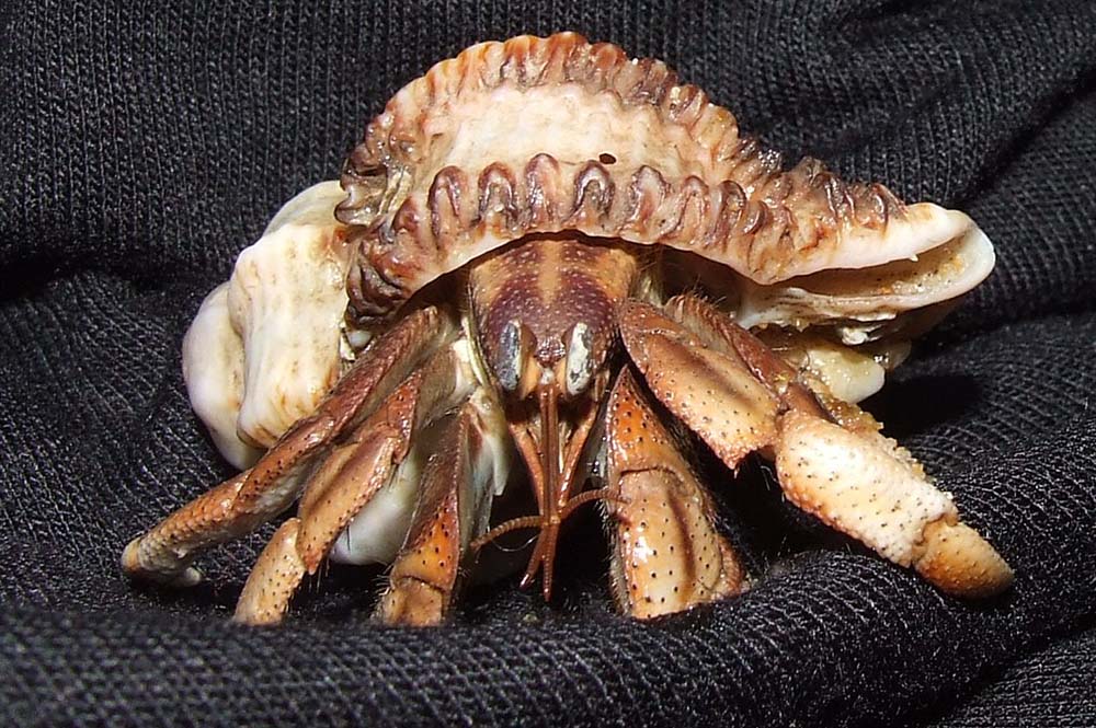 Shelled Pets: A Comprehensive Guide to Hermit Crab Care