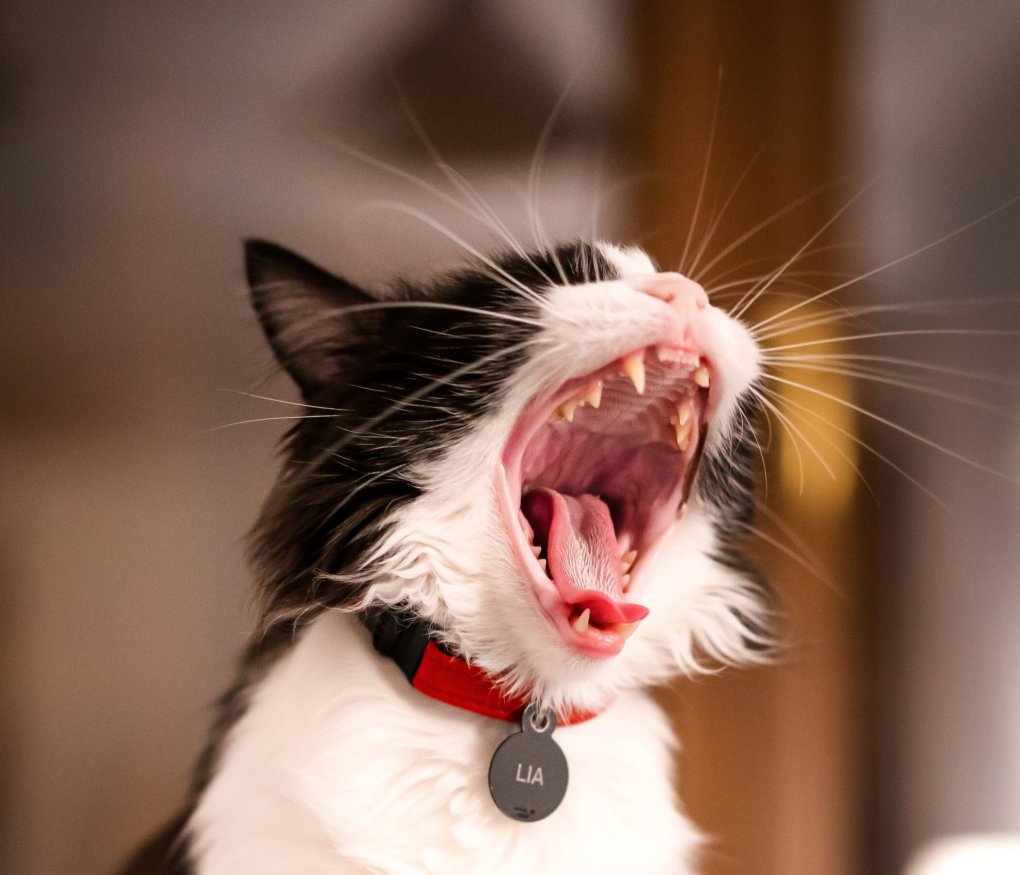 Smile Purr-lease – How to Care for Your Cat’s Teeth