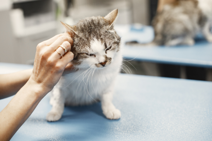 Solutions to Frequent Cat Ear Infection Issues