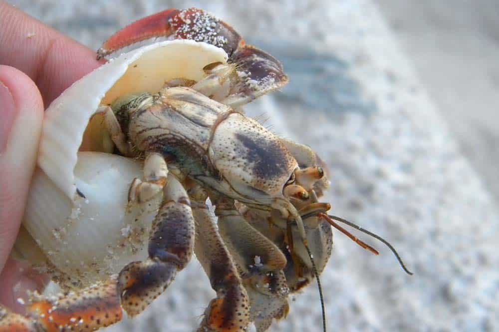 The Mysteries of Hermit Crab Molting: A Comprehensive Guide for Pet Owners.