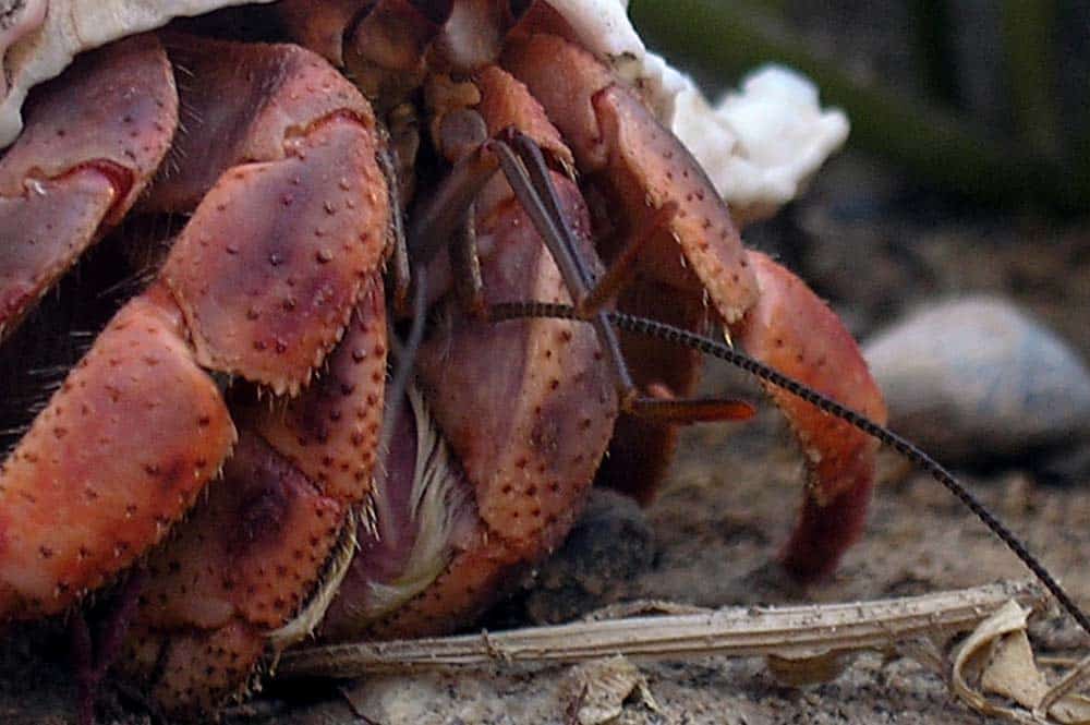 The Ultimate Guide to Hermit Crabs: How Big Can They Really Get?