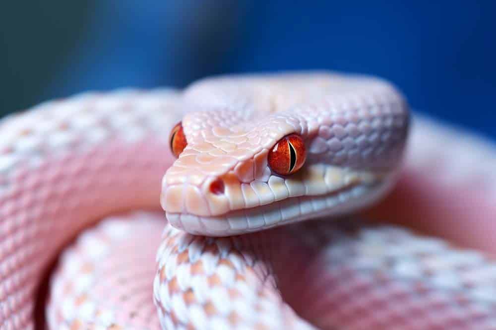 Unveiling the Beauty and Charm of Albino Corn Snakes (A Comprehensive Guide)