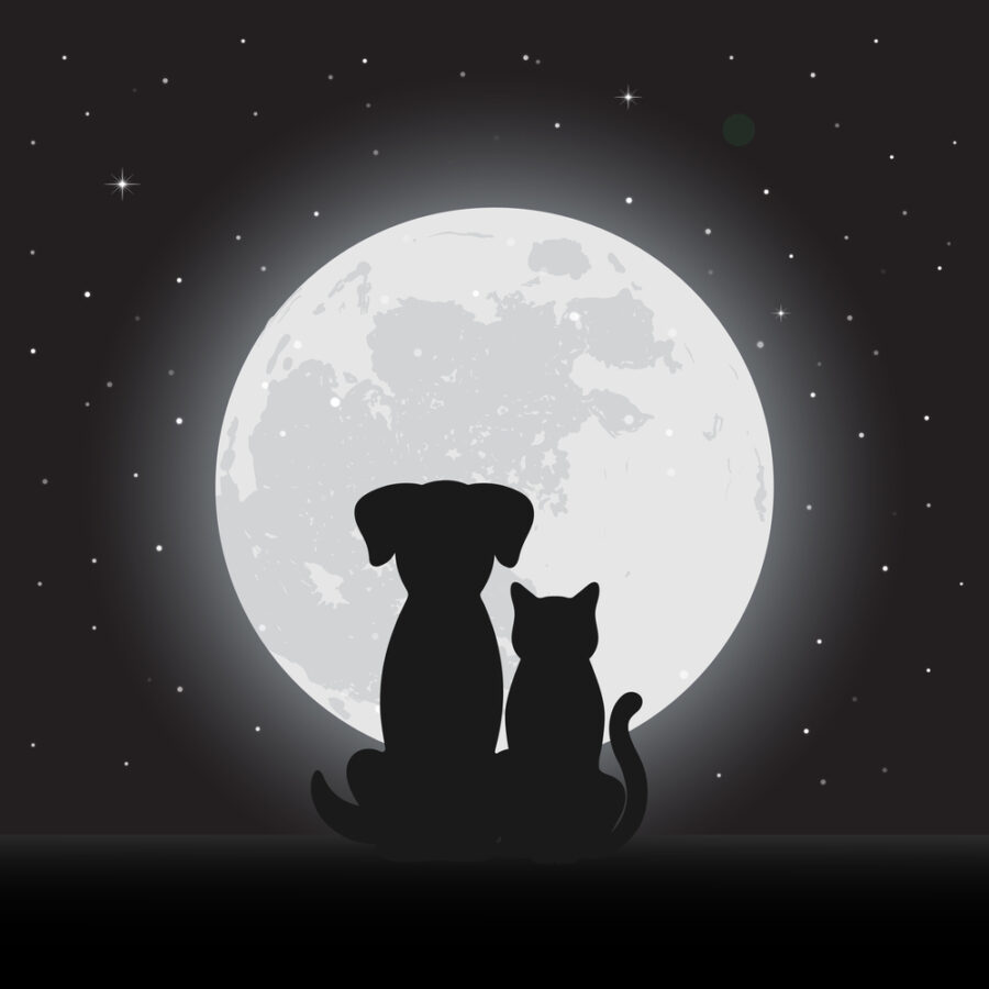 What’s Your Dog or Cat’s Astrological Sign?