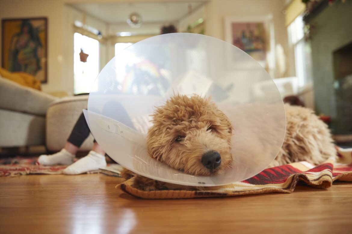 When to Take a Cone Off Dog After Neuter