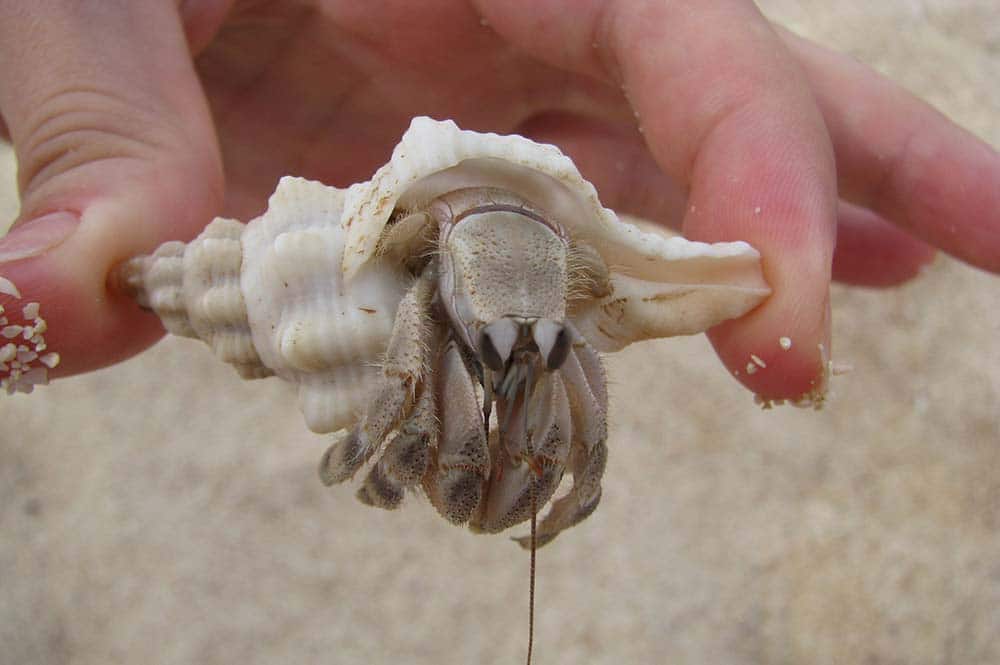 Where Do Hermit Crab Shells Come From? (The Secret Lives of Hermit Crab Shells)