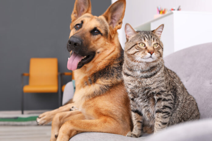 Your Dog and Cat’s Gut Health Microbiome – Why It’s So Important