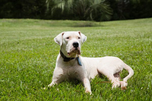 18 Facts About the Imposing Dogo Argentino