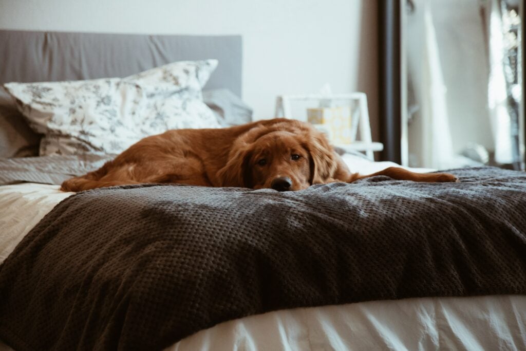 5 Signs You Have a Happy Dog In Your Home
