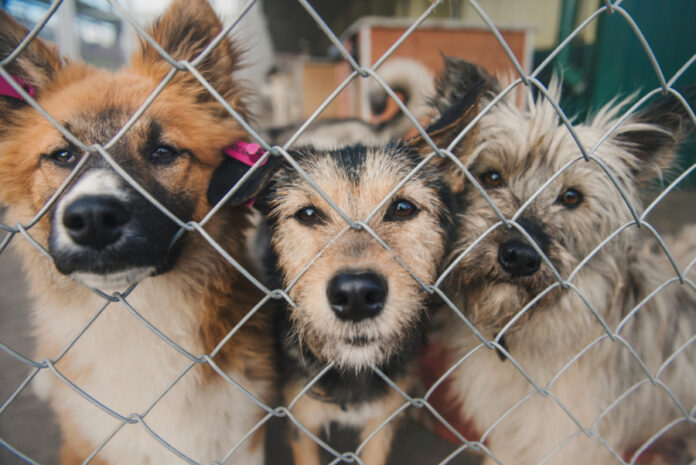 78 Sandra Murphy How Shelters Are Dealing with Returned “Pandemic Pets”