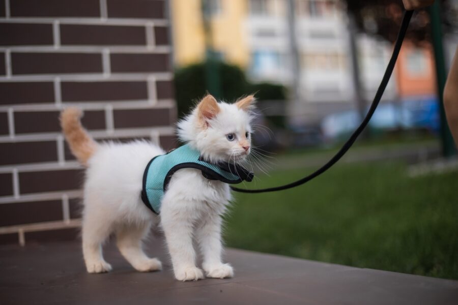 A Quick Guide to Harness Training Your Cat