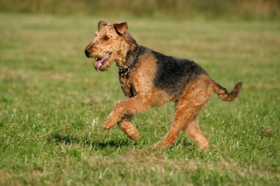 Airedale Terrier 101