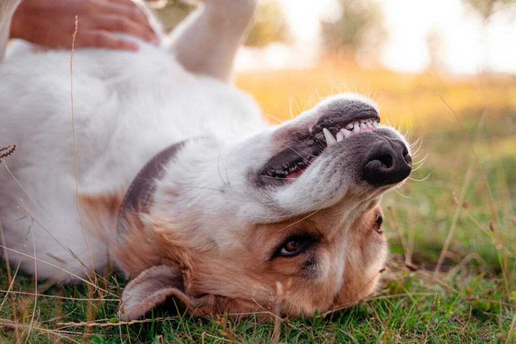 Ask Dr. Aziza: Should I Be Concerned About My Dog’s Bad Breath?