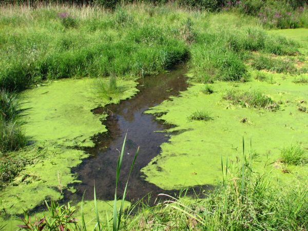 Blue-Green Algae & Dogs: Is it Toxic and How to Treat
