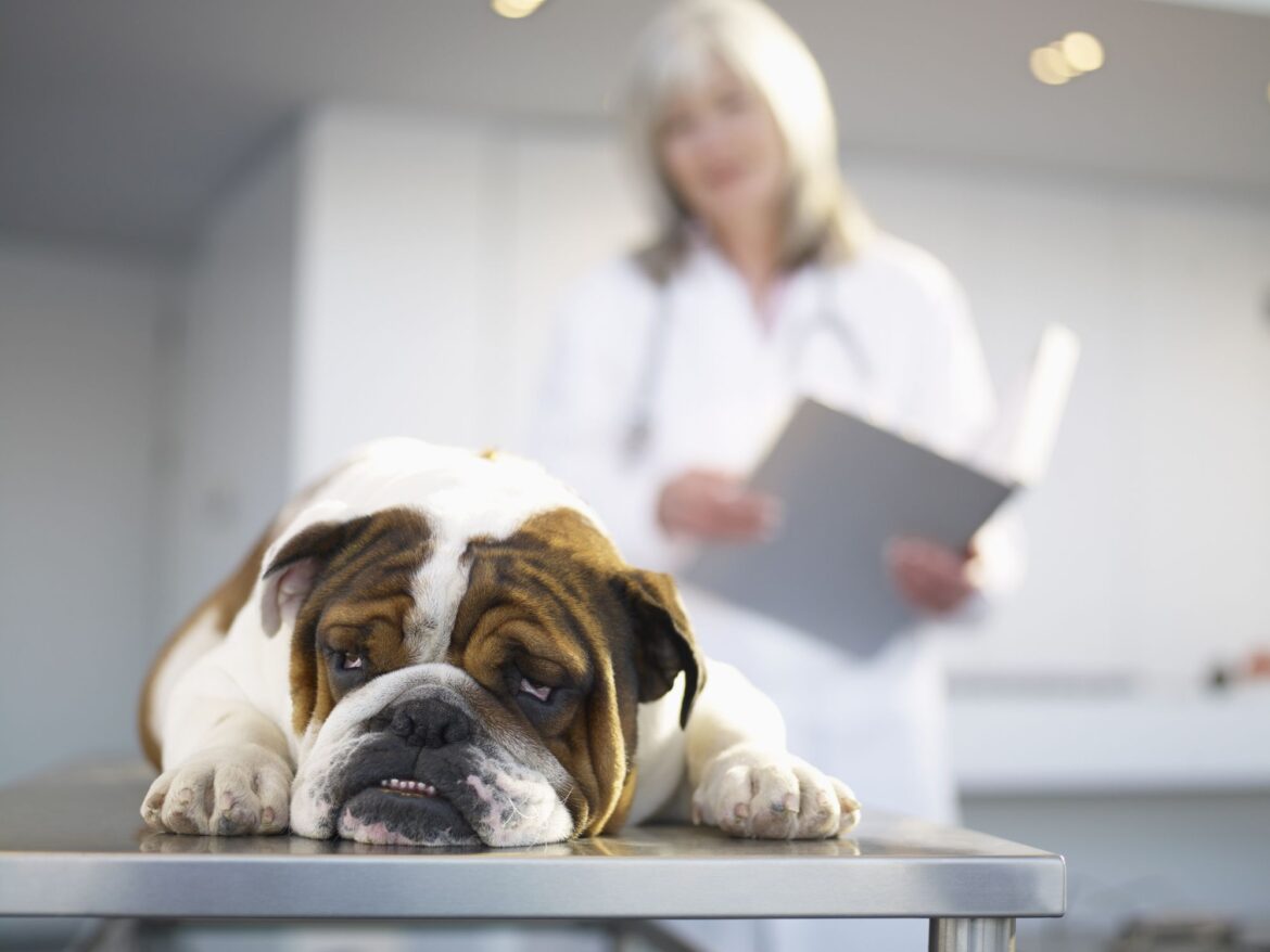 Bowel Obstruction in Dogs: Signs, Causes, Treatment and Prevention Tips