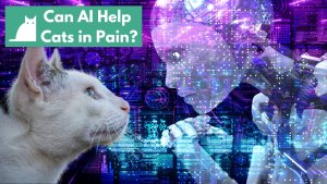 Can AI Help Cats in Pain?