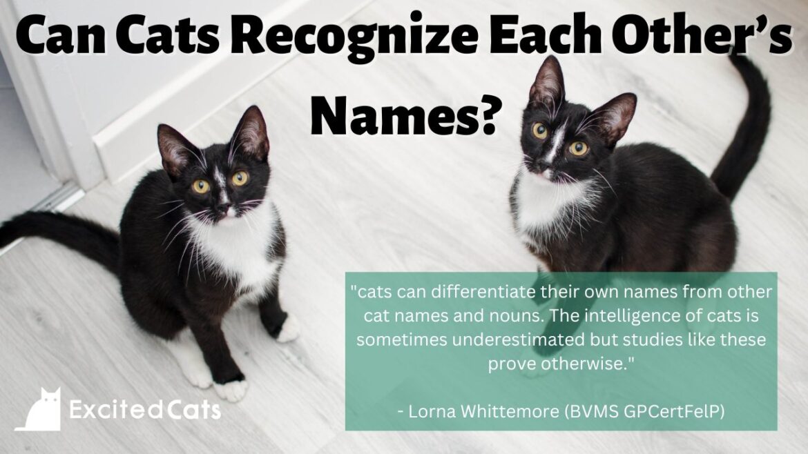 Can Cats Recognize Each Other’s Names?