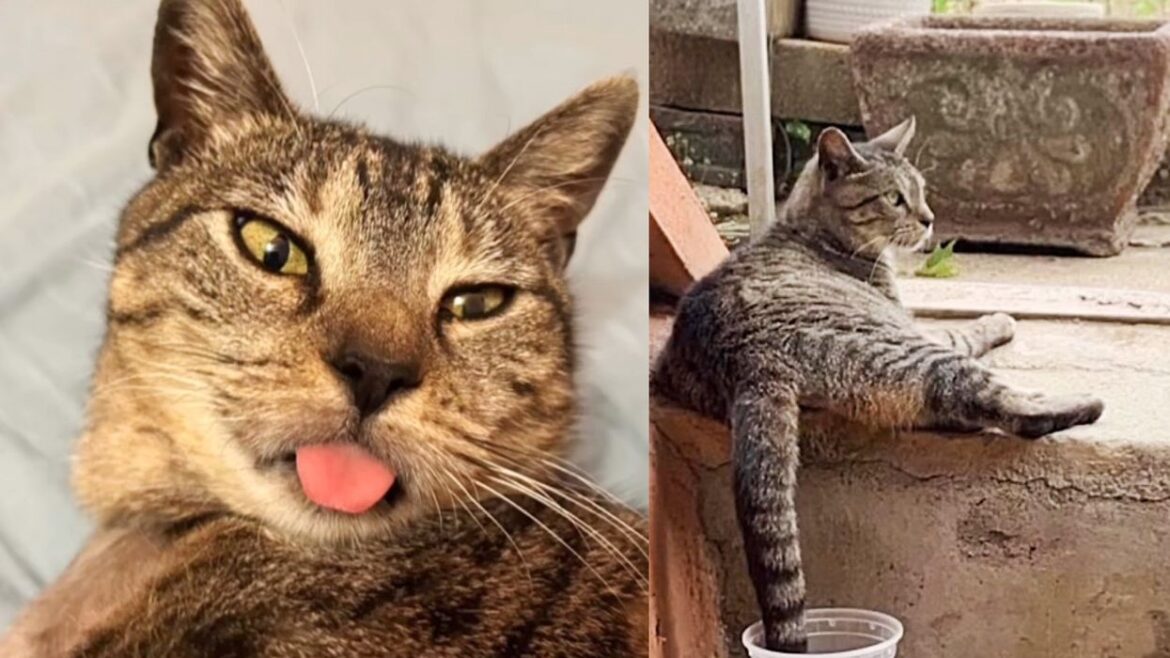 Cat Sat Outside Waiting for Someone to Notice Her, Now She Follows People Around, Giving Them Her Best Bleps