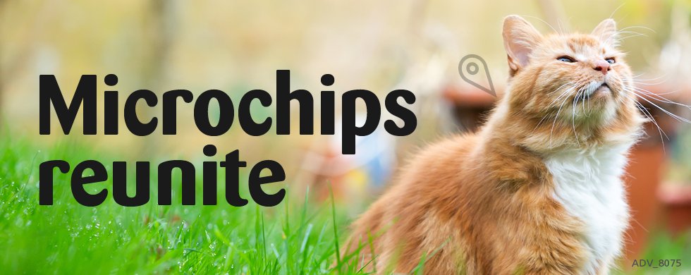 Cats Protection Urges Welsh Pet Lovers to Support Compulsory Microchipping of Cats
