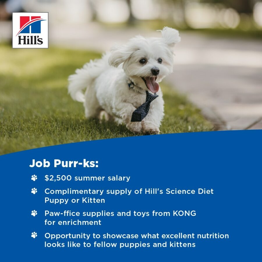 Could Your Puppy Earn $2500 as a Hill’s Intern?