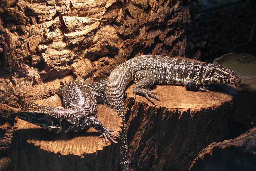 Creating the Perfect Tegu Lizard Enclosure: A Guide for Pet Owners