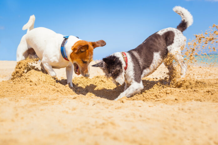 Fun at the Beach—With Your Dog!