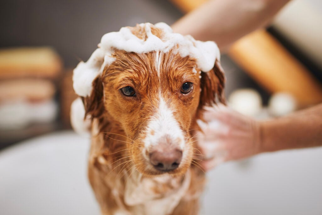 How Often You Should Be Grooming Your Dog