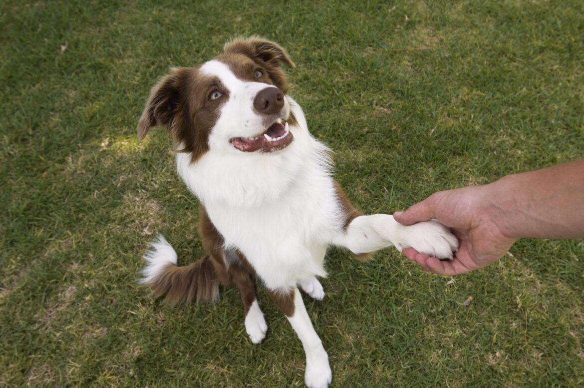 How to Teach a Dog to Shake