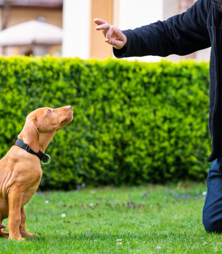 Qualities of a Competent Dog Trainer for Online Training Courses: 2023 Guide