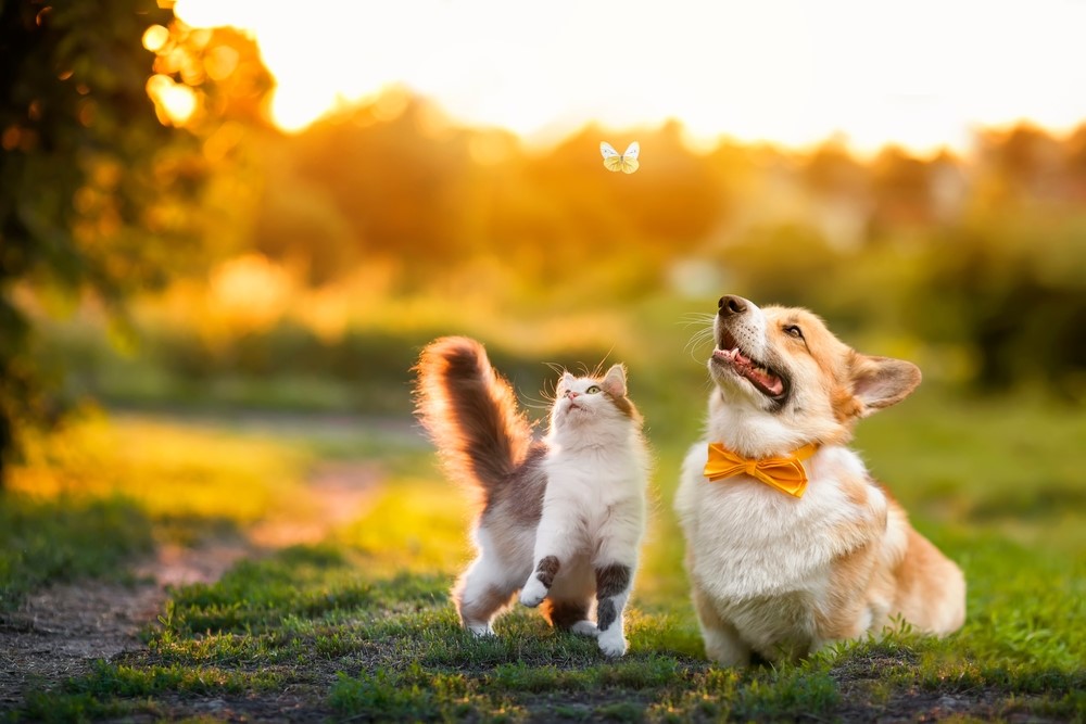 Summer Allergies in Pets: How to Spot the Symptoms!