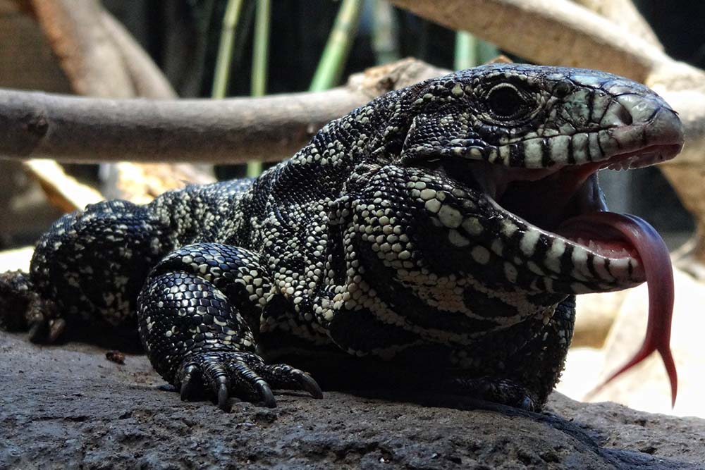 Tegu Lizard Lifespan: How to Ensure a Long and Healthy Life for Your Reptilian Companion