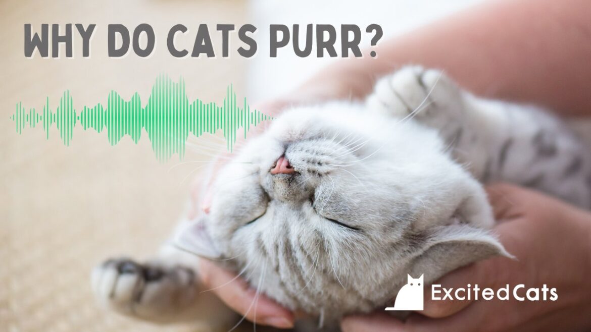 The Surprising Reasons Why Cats Purr: Manipulation, Healing, and More
