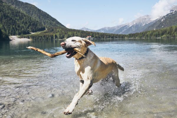 Top 5 Water Dog Breeds