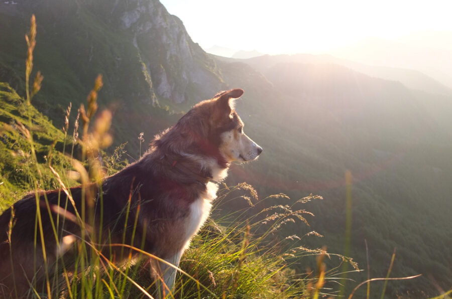 Treat Your Dog to the Great Taste of Alaska Naturals®!