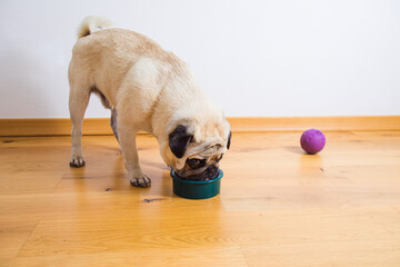 What Are Qualities of the Best Vegetarian Dog Food?