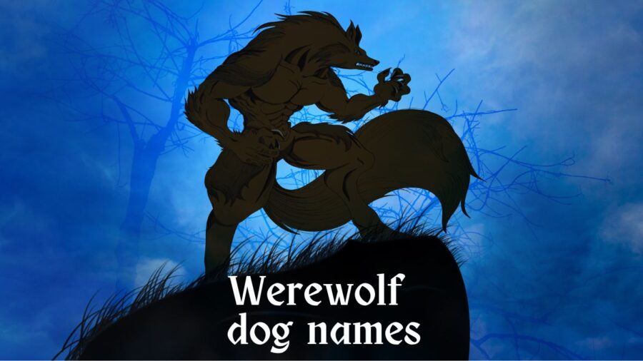 113 Werewolf Names for Dogs Sure to Make You Howl