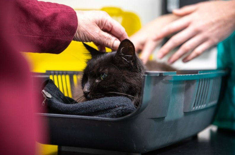 3 Million Cats’ Owners Face £500 Fine: New Law Requires Microchipping for All Cats in England