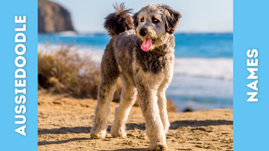500+ Aussiedoodle Names that will Make You Smile
