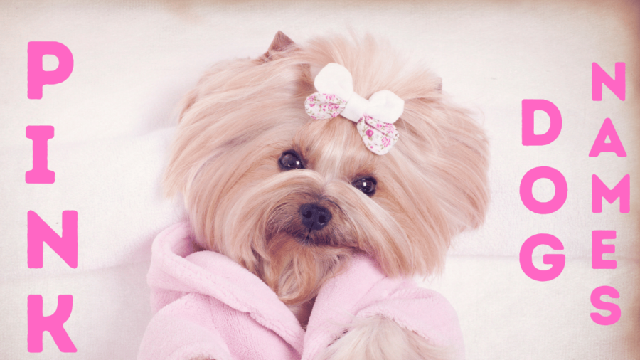 80+ Pink Dog Names You’ll Be Tickled Pink to Consider
