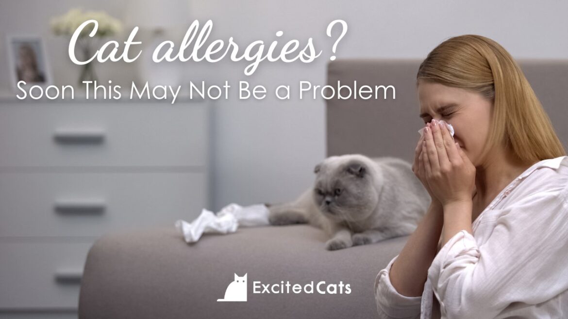 A Solution for Cat Allergy Sufferers: The Quest for Hypoallergenic Cats