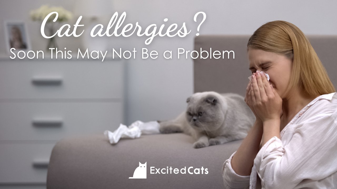A Solution for Cat Allergy Sufferers The Quest for Hypoallergenic Cats