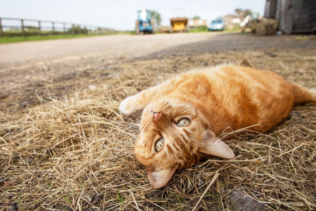 Alfresco living! RSPCA urgently appeals for outdoor homes for farm cats