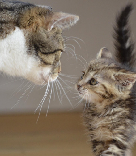 Cat Food Secrets Revealed: Expert Tips For Optimal Feline Nutrition