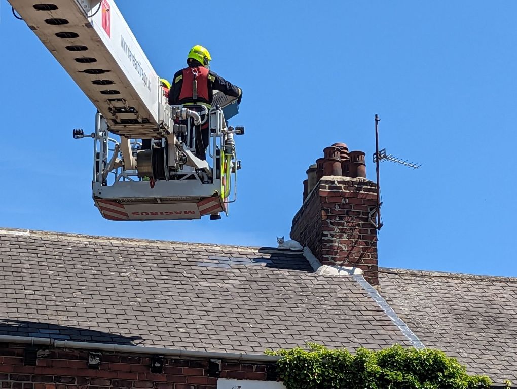 Cat Rescued from Roof After Being Attacked by Crows During Heatwave: RSPCA and Firefighters Save the Day