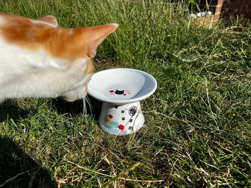 Discover the Wonders of Necoichi’s Extra Wide Bowls – Perfect for Preventing Whiskers Fatigue and Catering to Older Cats