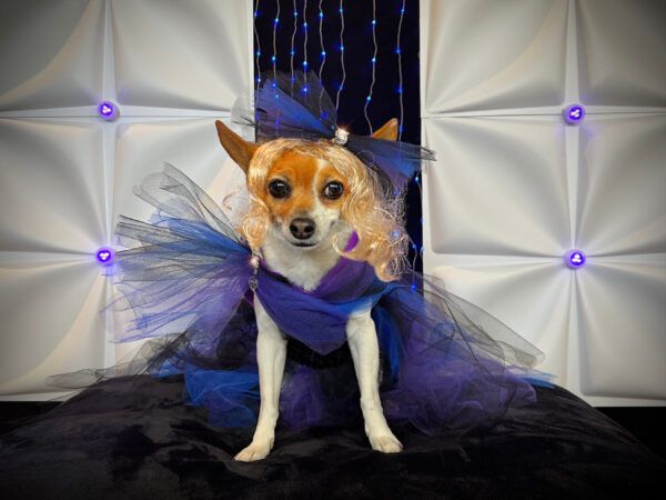 Dog Instagram Celebrity RuPawl’s Droolworthy New Dog Clothing Line