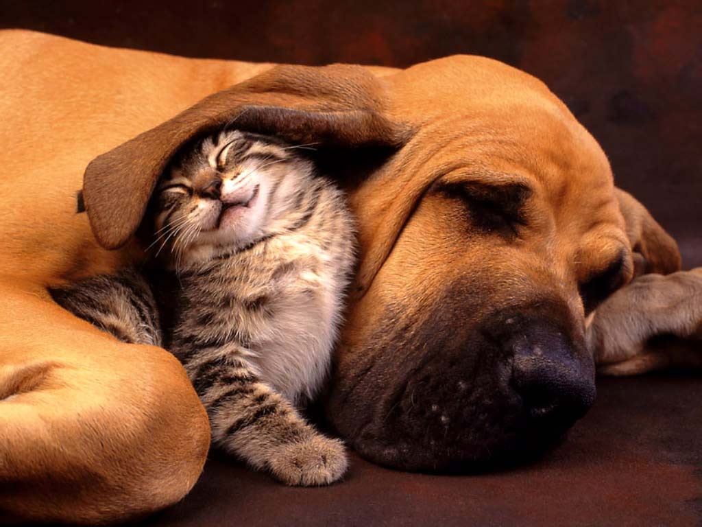 Dogs vs Cats: Which Is Best For Your First Furry Companion