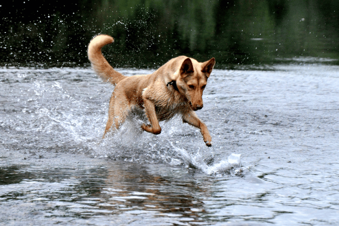 How to Choose the Right Sustainably Sourced Wild Salmon for Dogs