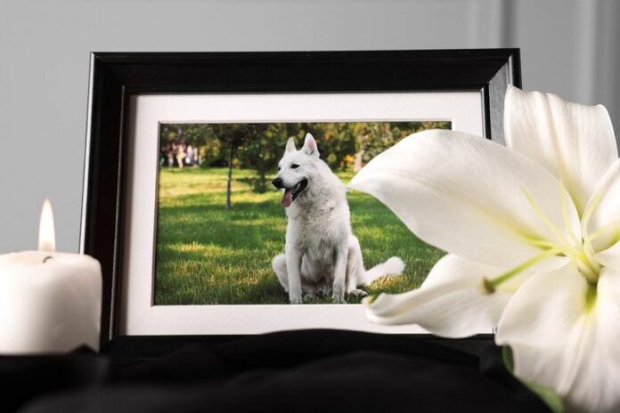 How to Have a Funeral for Your Dog or Cat