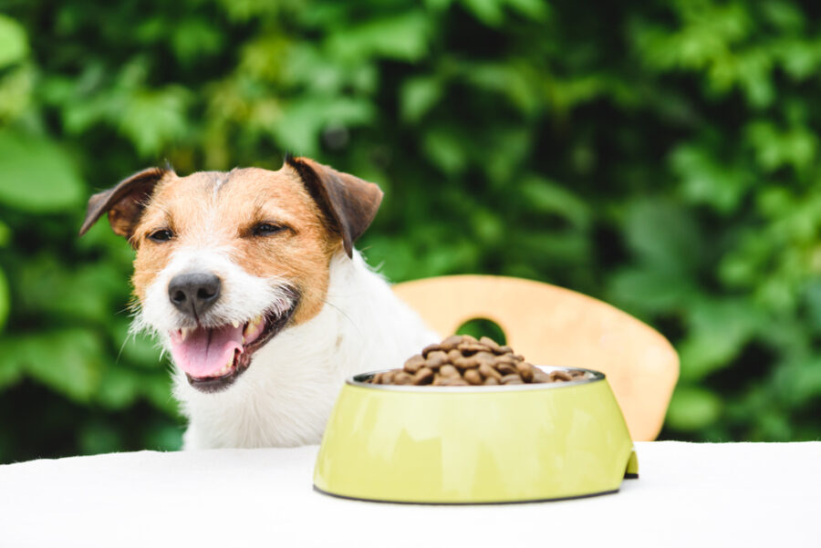 Make Kibble More Appetizing with Homemade Dog Food Toppers!