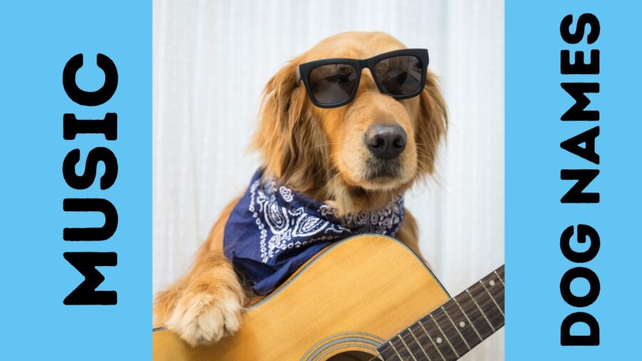 Music Inspired Dog Names {From Country to Rock to Rap}